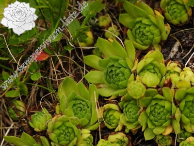 Reisebericht: Sattel Zawrat, unterhalb