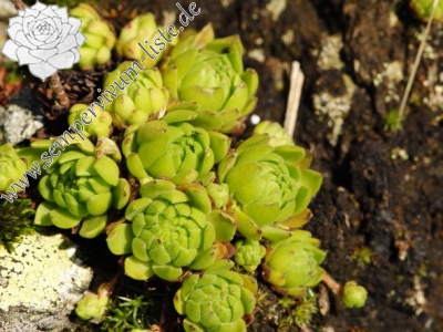 Reisebericht: Žiarské sedlo