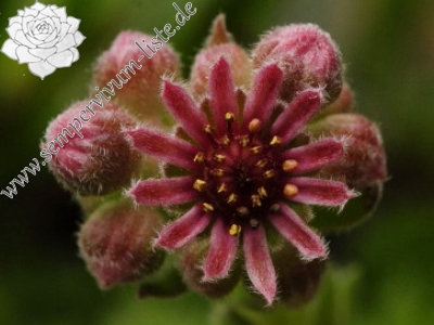 Reisebericht: Nastan, SO