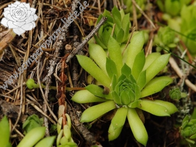 Reisebericht: Jalovecká dolina, Mündung