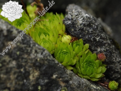 Reisebericht: Patria, SO Abhang