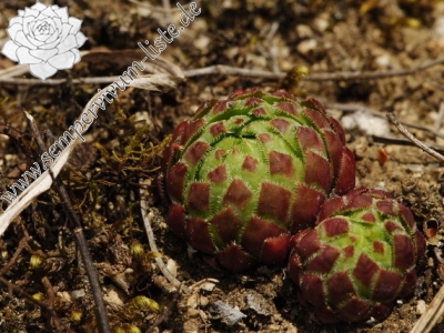 Reisebericht: Čepice, NO