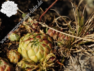 Reisebericht: Hudlická skála