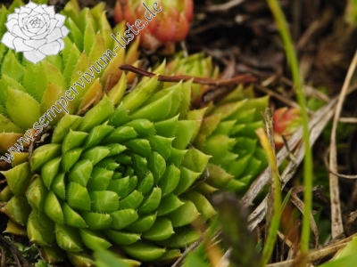 Reisebericht: Hromové NO