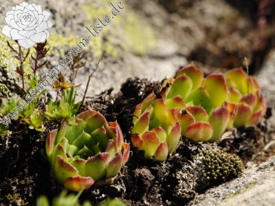 Reisebericht: Ribnosee, unterhalb