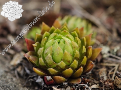 Reisebericht: Malý Grič 1