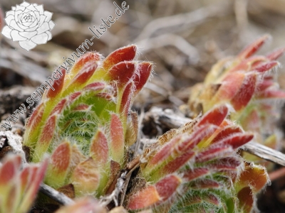 Reisebericht: Lipova Livada (ü. d. Straße) 1