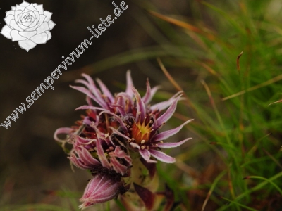 Reisebericht: Bystrá - SO Abhang