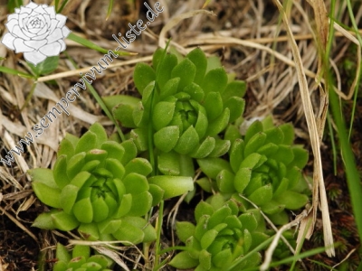 Reisebericht: Javorová galéria