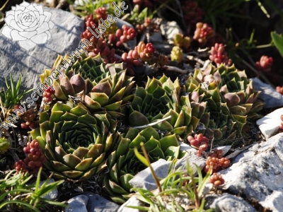 Reisebericht: Guri i Delpnis 2