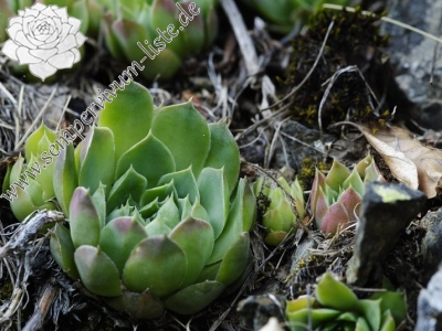 Reisebericht: Pobeda (unterhalb)