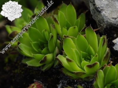 Reisebericht: Lipova Livada, ü. d. Straße 2