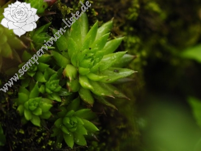 Reisebericht: Monkova dolina, Mitte