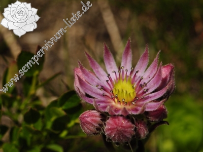 Reisebericht: Ostrý Roháč, unter dem Gipfel