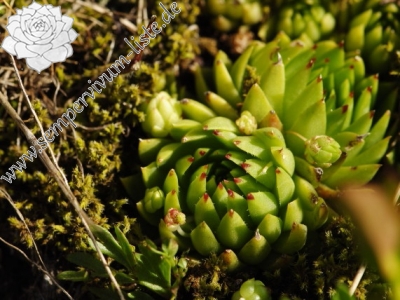 Reisebericht: Široká, S Abhang 2
