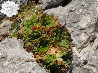 Reisebericht: Yagodina, Ushite 2