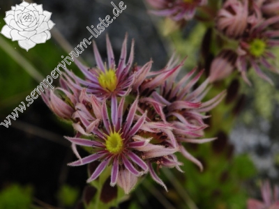 Reisebericht: Suchý vrch