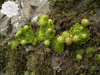 Reisebericht: Bezdružice, O