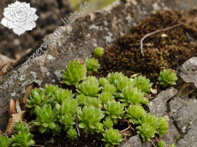 Reisebericht: Sivý kameň, Felsen