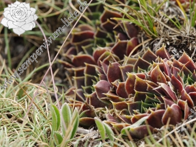 Reisebericht: Smrdlivi virovi, Gipfel