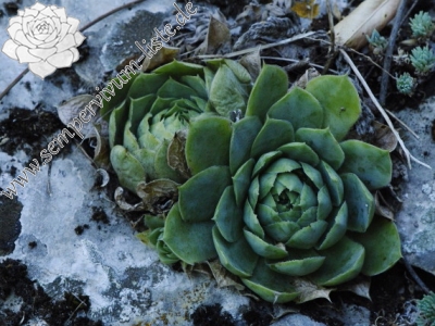 Reisebericht: Prohodna