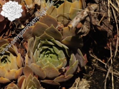 Reisebericht: Abhang oberhalb Bačkova Češma 3