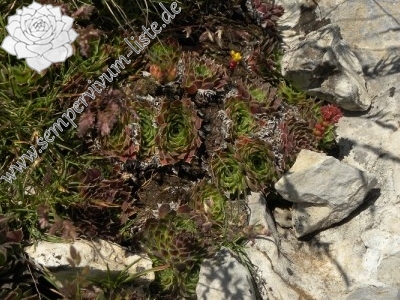 heuffelii glabrum Titelbild