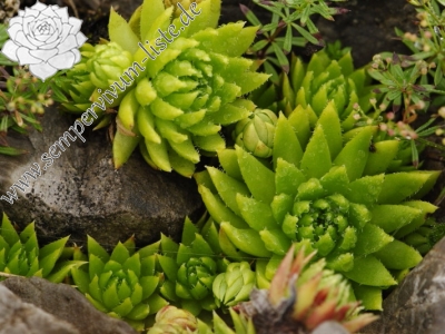 Reisebericht: Sivý vrch