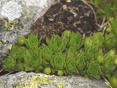 Reisebericht: Hincova kotlina