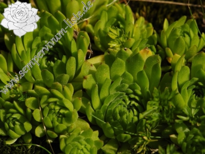 Reisebericht: Široká, S Abhang