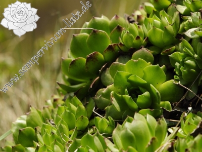 Reisebericht: Malý Grič 2