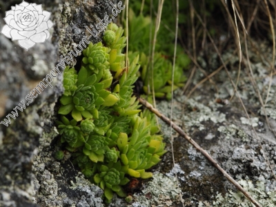 Reisebericht: Starý hrad 1