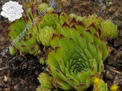 Reisebericht: Sokolov vis 1