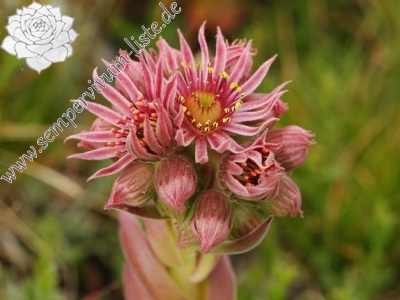 Reisebericht: Guri i Delpnis 1