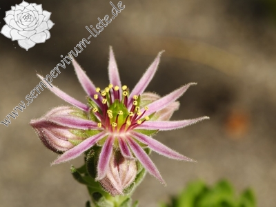 Reisebericht: Mengusovská dolina, Žabí potok