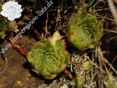 Reisebericht: Abhang oberhalb Bačkova Češma 2