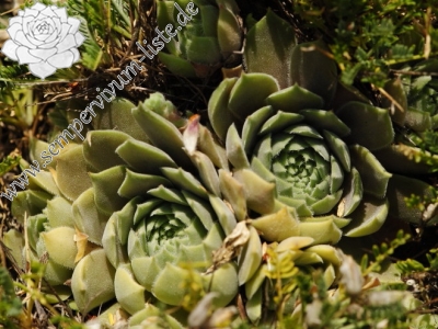 Reisebericht: Yagodina, Ushite