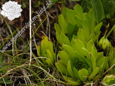 Reisebericht: Klin, SO Abhang