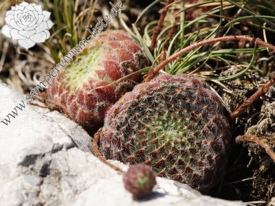 Reisebericht: Tepeno, Tafel 2