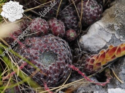 Reisebericht: Lako Signoj, W Abhang