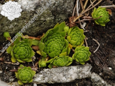 Reisebericht: Morskie Oko