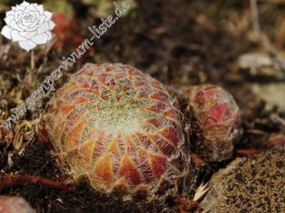 Reisebericht: Klepa (Gipfel)