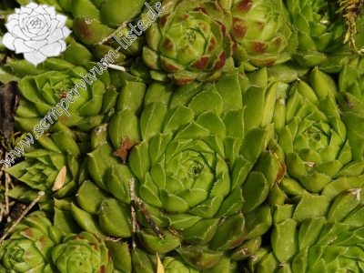 Reisebericht: Hornád, Kehle