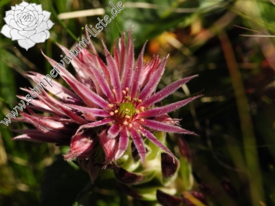 Reisebericht: Klin, SW Abhang