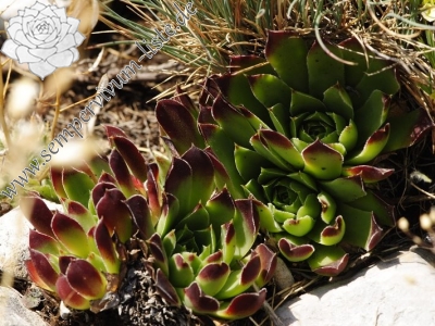 Reisebericht: Tepeno, Tafel 1