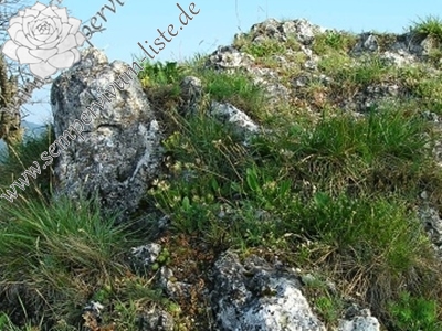 hirta-preissiana-Titelbild