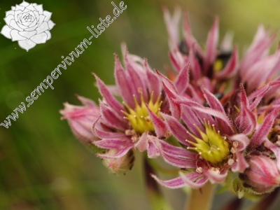 Reisebericht: Salatín, SO Abhang