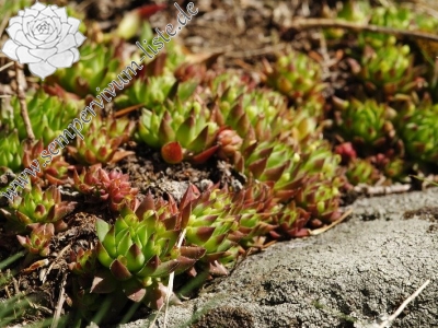 Reisebericht: Sladná skala