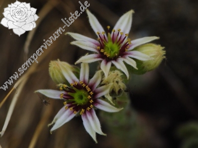 Reisebericht: Abhang oberhalb Bačkova Češma