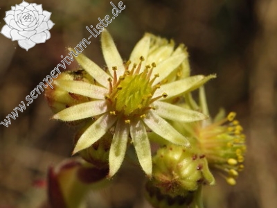 Reisebericht: Lipova Livada (ü. d. Straße) 2